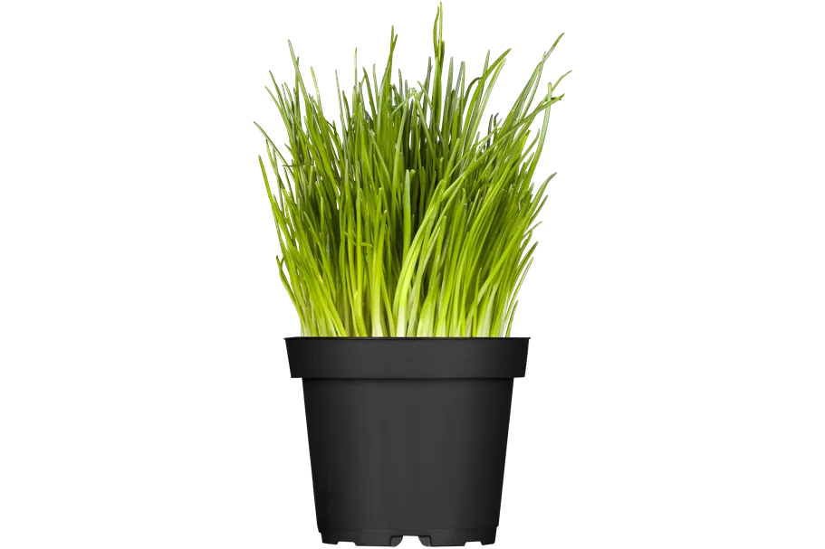 Allium schoenoprasum