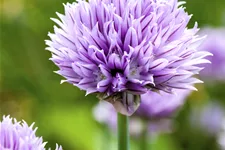Allium schoenoprasum