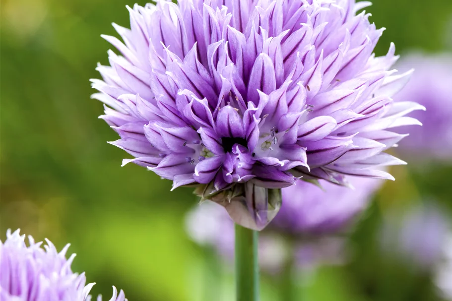 Allium schoenoprasum