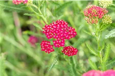Achillea millefolium 'Sammetriese'