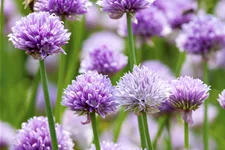 Allium schoenoprasum