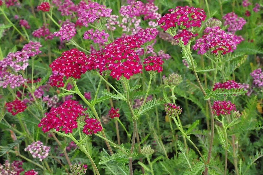 Achillea millefolium 'Sammetriese'