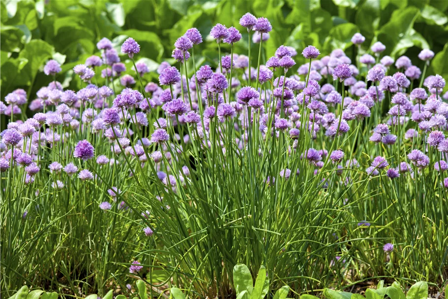Allium schoenoprasum