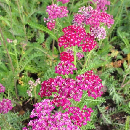 Achillea millefolium 'Sammetriese'