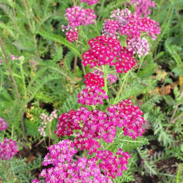 Achillea millefolium 'Sammetriese'