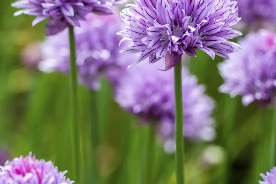 Allium schoenoprasum