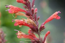 Agastache 'Fleur'