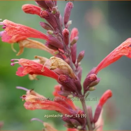 Agastache 'Fleur'