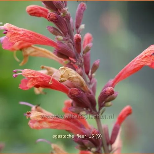 Agastache 'Fleur'