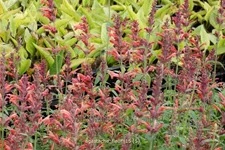 Agastache 'Fleur'