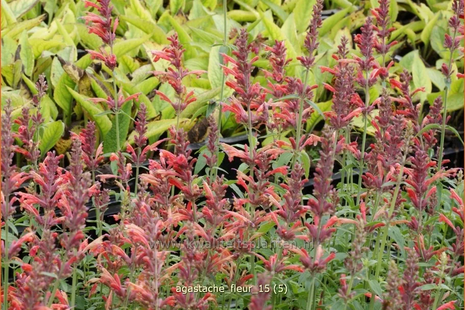 Agastache 'Fleur'