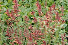 Agastache 'Fleur'