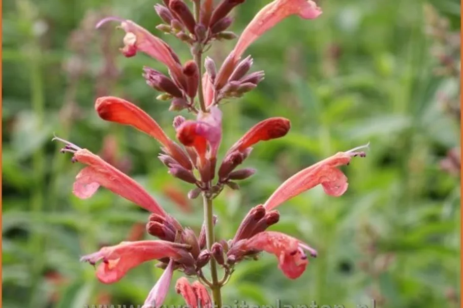 Agastache 'Fleur'