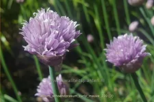 Allium schoenoprasum 'Curly Mauve'