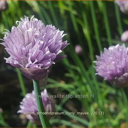 Allium schoenoprasum 'Curly Mauve'