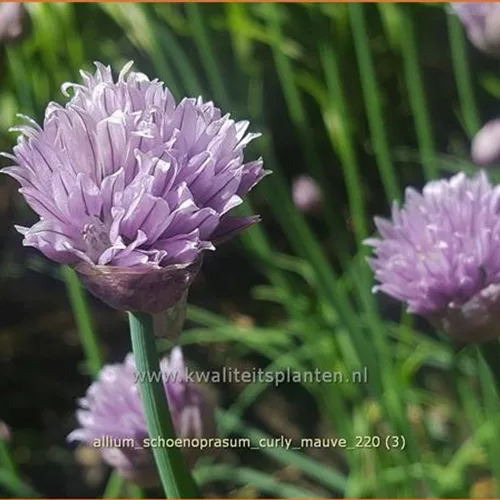 Allium schoenoprasum 'Curly Mauve'