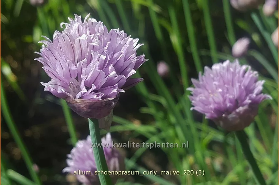 Allium schoenoprasum 'Curly Mauve'