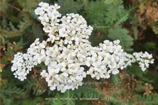 Achillea millefolium 'Schneetaler'