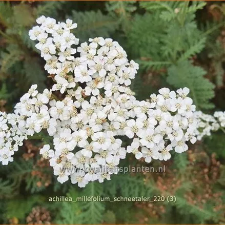 Achillea millefolium 'Schneetaler'