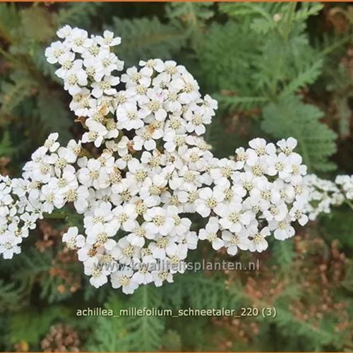 Achillea millefolium 'Schneetaler'