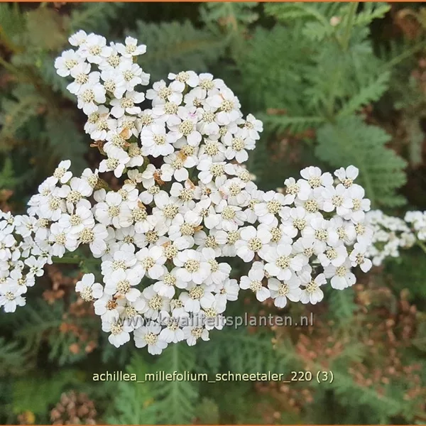 Achillea millefolium 'Schneetaler'