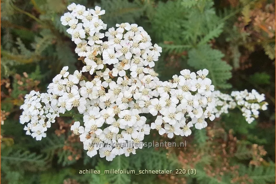 Achillea millefolium 'Schneetaler'