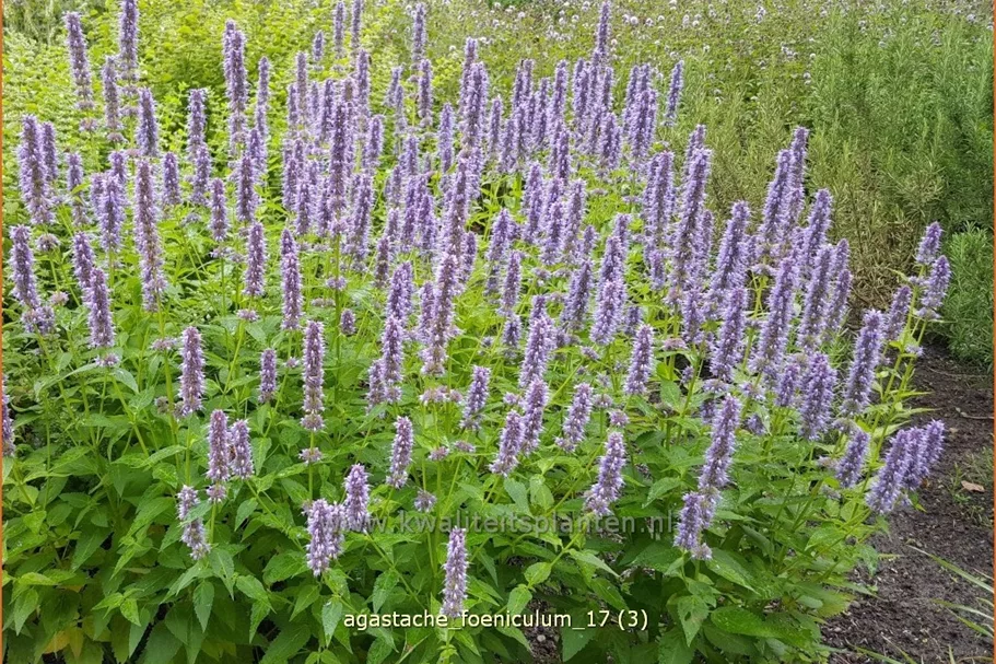 Agastache foeniculum