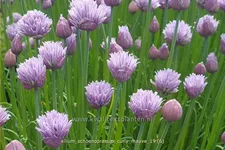 Allium schoenoprasum 'Curly Mauve'