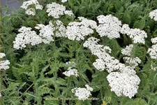 Achillea millefolium 'Schneetaler'