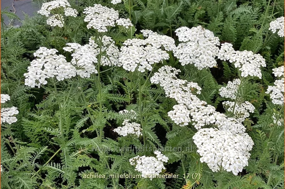 Achillea millefolium 'Schneetaler'