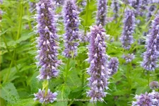 Agastache foeniculum