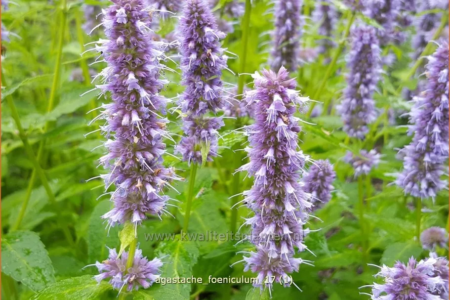 Agastache foeniculum