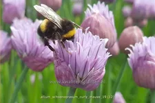 Allium schoenoprasum 'Curly Mauve'
