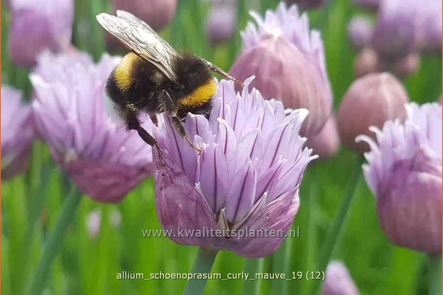 Allium schoenoprasum 'Curly Mauve'