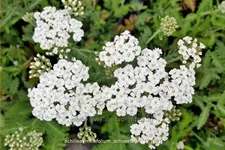 Achillea millefolium 'Schneetaler'