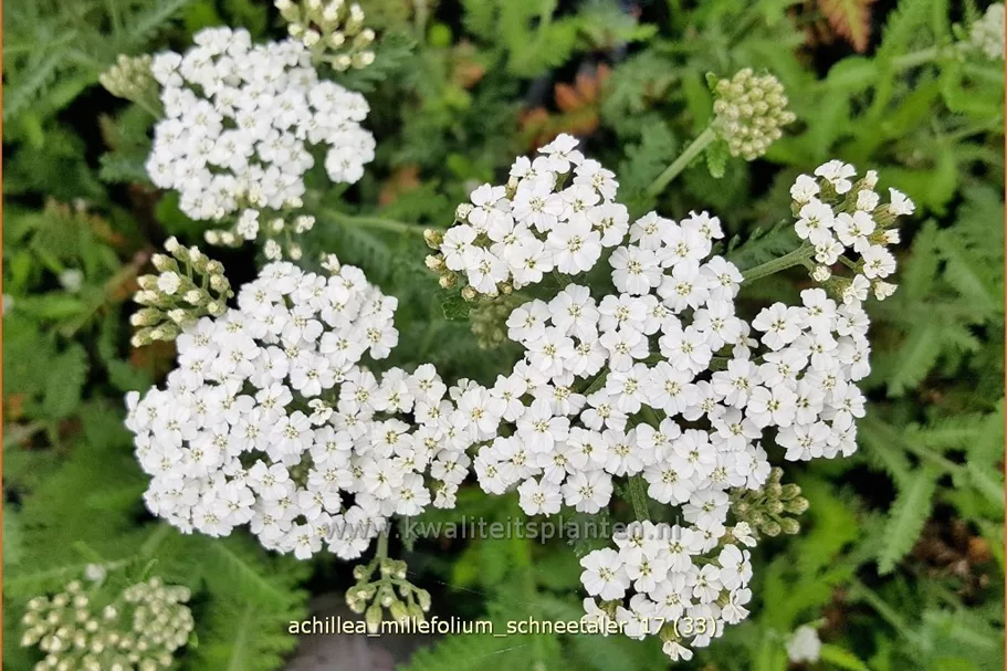 Achillea millefolium 'Schneetaler'