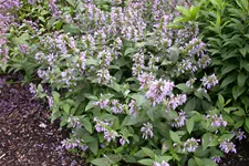 Agastache foeniculum