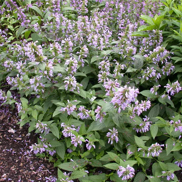 Agastache foeniculum