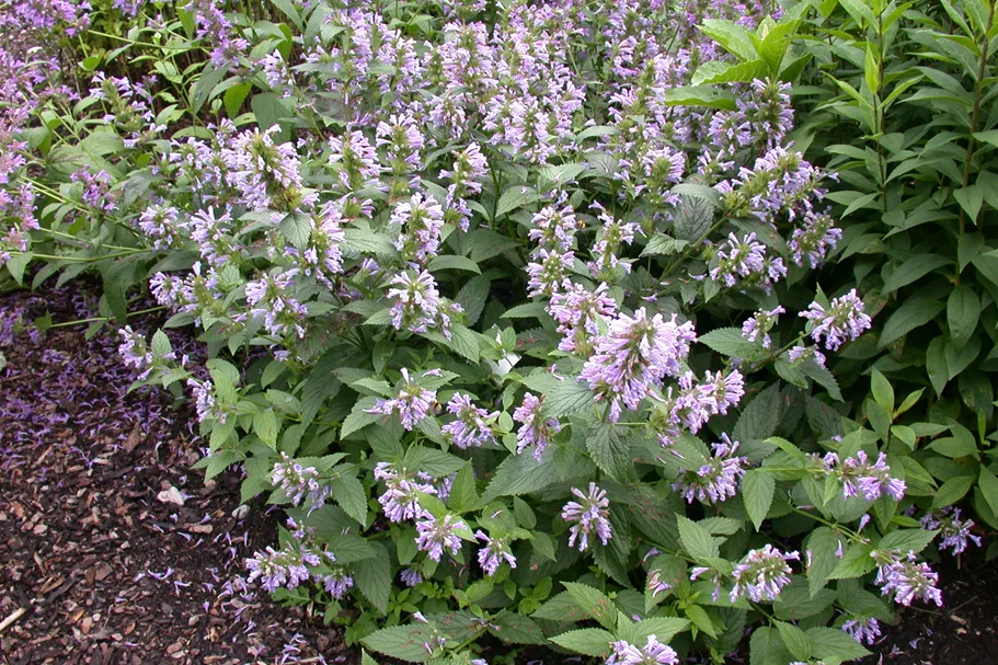 Agastache foeniculum