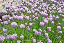 Allium schoenoprasum 'Curly Mauve'