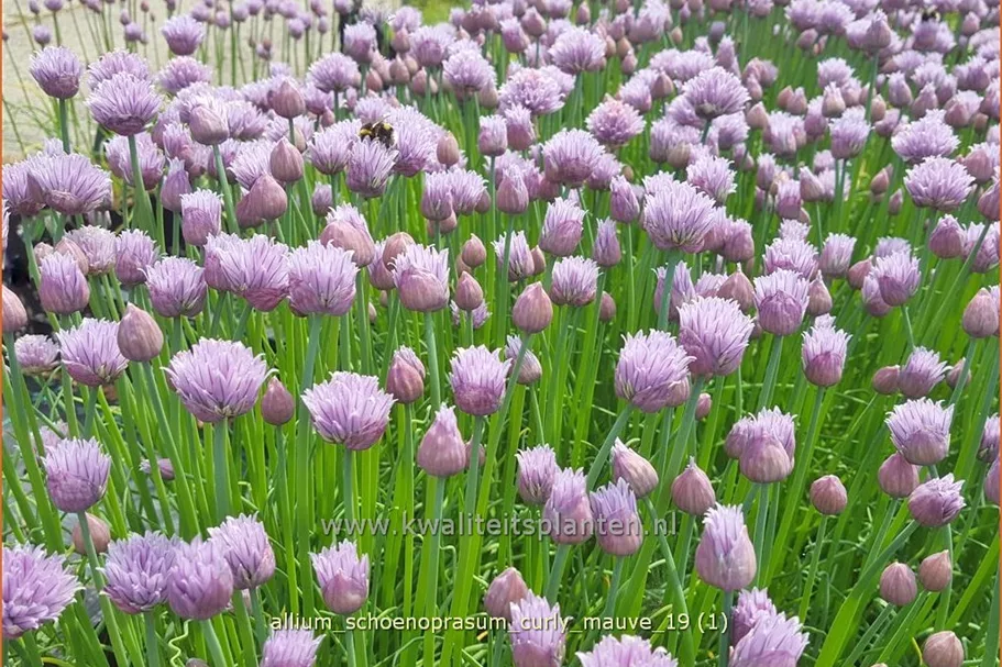 Allium schoenoprasum 'Curly Mauve'