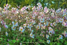 Anemone japonica 'Dainty Swan'