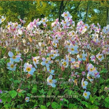 Anemone japonica 'Dainty Swan'