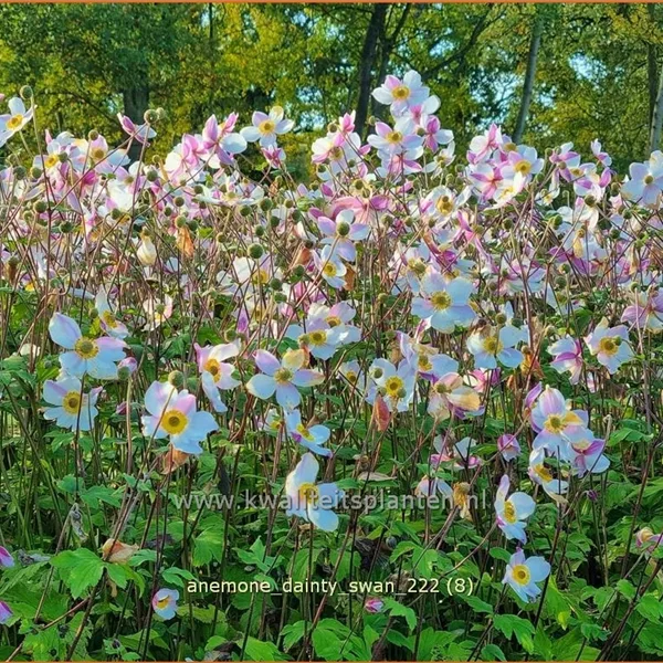 Anemone japonica 'Dainty Swan'