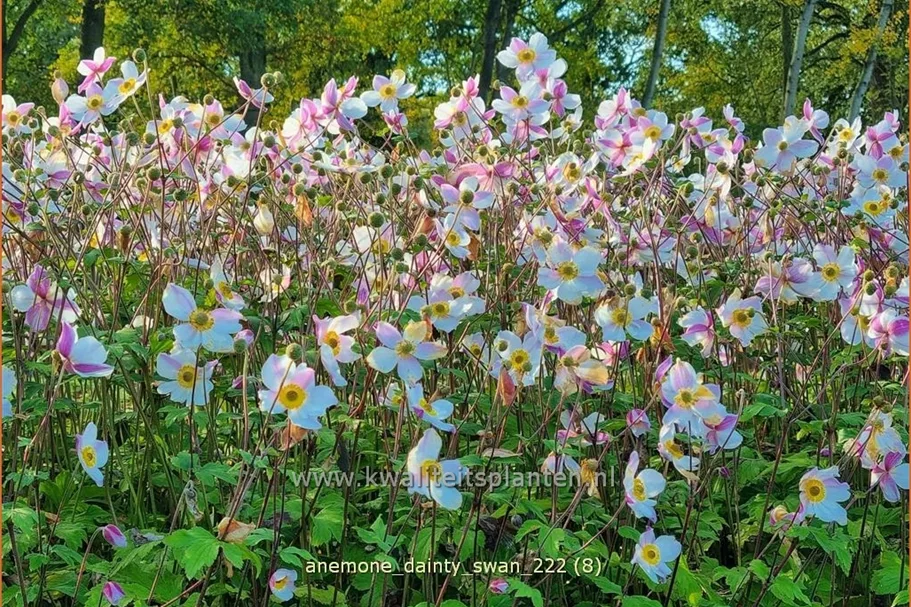 Anemone japonica 'Dainty Swan'