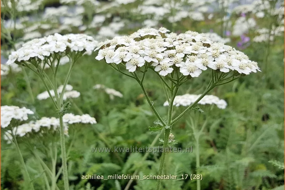 Achillea millefolium 'Schneetaler'