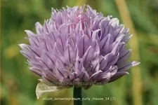 Allium schoenoprasum 'Curly Mauve'