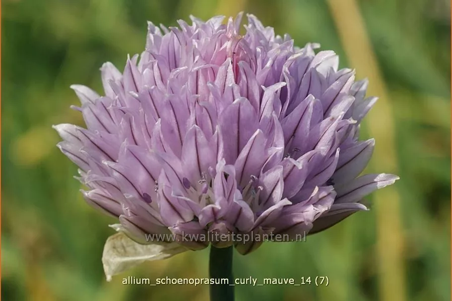 Allium schoenoprasum 'Curly Mauve'