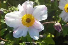 Anemone japonica 'Dainty Swan'