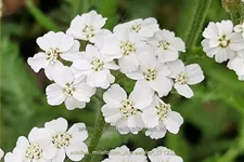 Achillea millefolium 'Schneetaler'